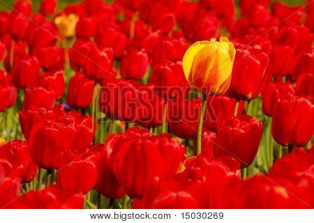 Einzelne gelbe Tulpe im Bereich der rot