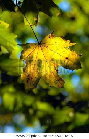 Herbst Ahorn lassen