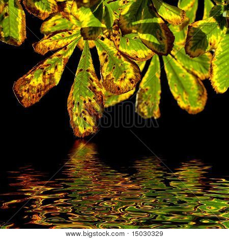 Kastanien Herbstlaub isoliert auf schwarz mit Reflektion