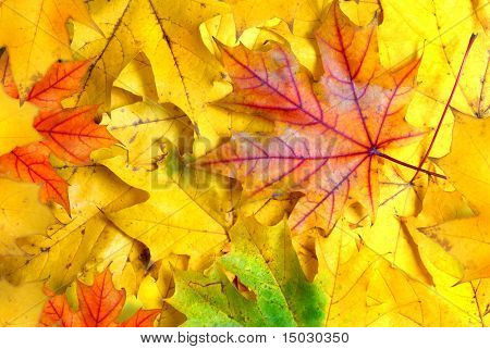 Hintergrund mit Herbstlaub