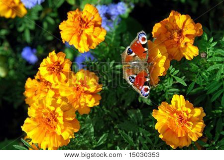 Schmetterling auf gelben Blüten