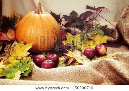 Autumn harvest. Pumpkin apple and wild grapes among the colorful fall leaf on the beige sackcloth fabric. Soft filter. Horizontal image.