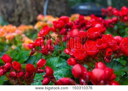 Begonias (begonia Tuberhybrida) In Garden