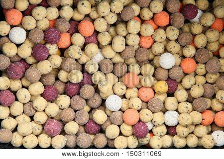 Boilies are bait for carp fishing in lakes