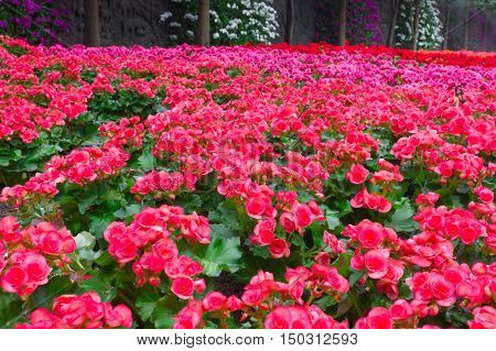 Begonias (begonia Tuberhybrida) In Garden