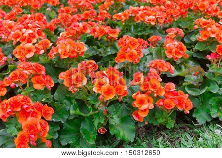 Begonias (begonia Tuberhybrida) In Garden