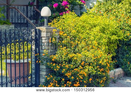 Iron gate with decorative bush with small yellow flowers