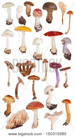 set of toadstools isolated on white background