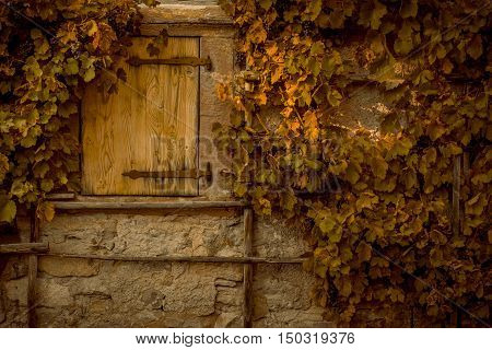 Wall stone covered by grape vines - Fall scenery with rusty leaves from a grapevine covering the stone wall of an old german house
