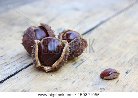 The fruits of chestnut on wooden boards