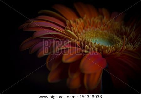 Beautiful flower Gerbera on black close up