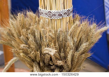 Golden ear of wheat plant grain grass