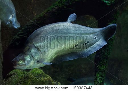 Clown knifefish (Chitala ornate), also known as the spotted knifefish. Wildlife animal. 