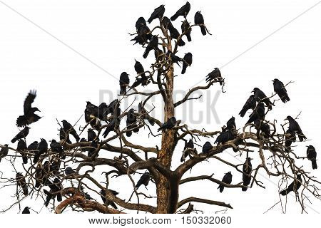 tree which beset crows, birds of Odin, Norse mythology, sagas, Corvus frugilegus