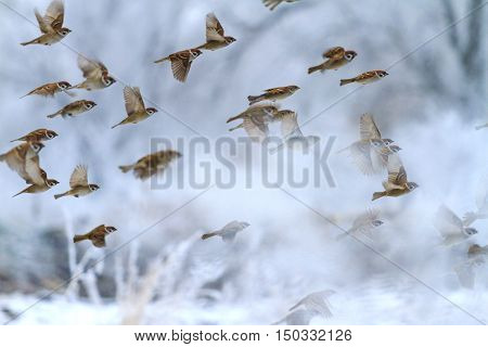 winter landscape with a flock of sparrows, birds in flight, snow, frost, frost, Passer montanus