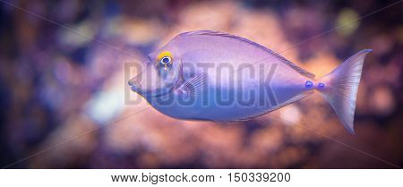 Violet and dreamy fish artwork underwater capture