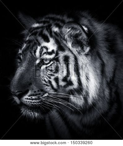 Black king tiger artwork in black and white