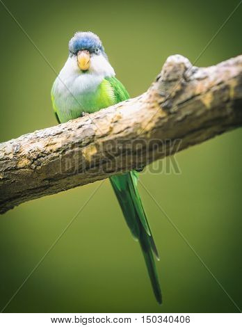 This bird feels like a boss and shows that he is the king