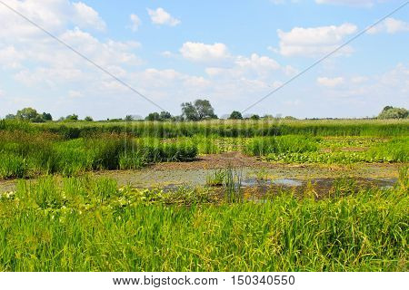 Aquatic plants in a swamp. Summer landscape