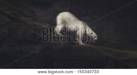 Climbing polar bear in a black and white scene artwork