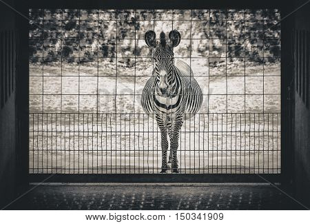 Desperate zebra showing a sad scene in a zoo