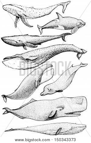 Set of hand drawn whales include blue whale, finback, orca, killwhale, humpback, sperm whale, bowhead