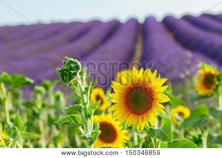 Sunflowers and rows of Lavender flowers, summer field, France