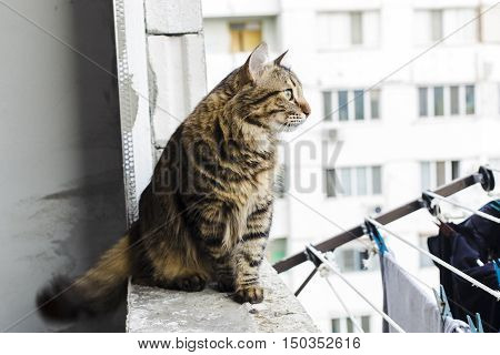 Cat In The Window