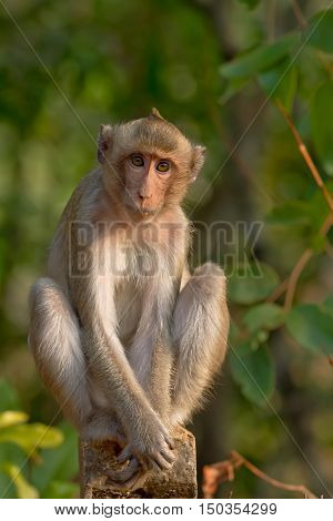 Portrait of young monkey be inattentive and sitting at the concrete fence