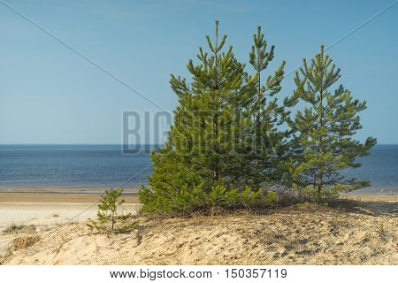 Young green fir on a yellow sandy beach of the Baltic Sea in the spring on a sunny day. Latvia