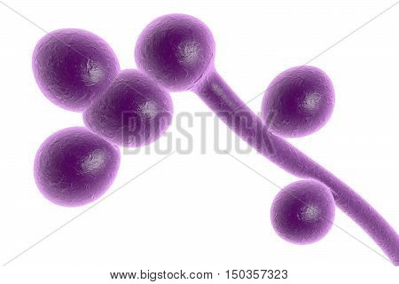 3D illustration of fungi Candida albicans which cause candidiasis, thrush, on colorful background. Pathological fungus or yeast