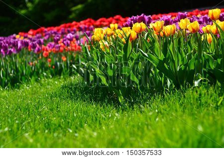 Bright tulips on the grass. Yellow red purple tulips on the grass
