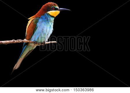 paradise bird sitting on a branch on a green background, colored bird, bright colors, green background, colorful feathers, Merops apiaster