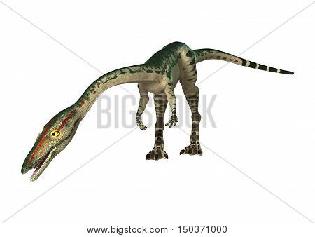 3D Rendering Dinosaur Coelophysis On White