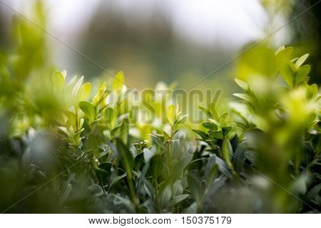 The nature of the microcosm. Plants close up
