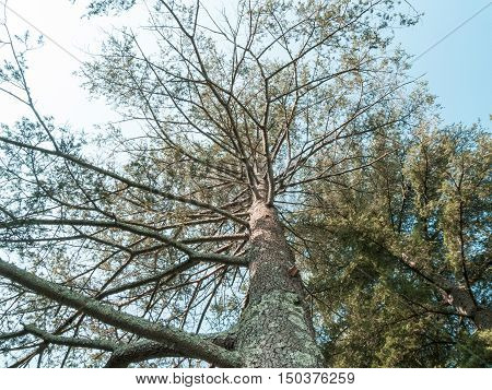 Tall Cedars of Lebanon in small grove