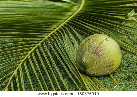 the greenery coconut on the cococut leaf