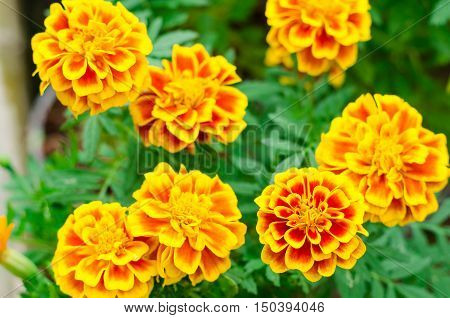 French marigolds flower in the garden,French marigolds flower