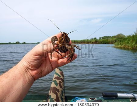 Inhabitant of freshwater crayfish trying to free himself from the tenacious fingers fisherman