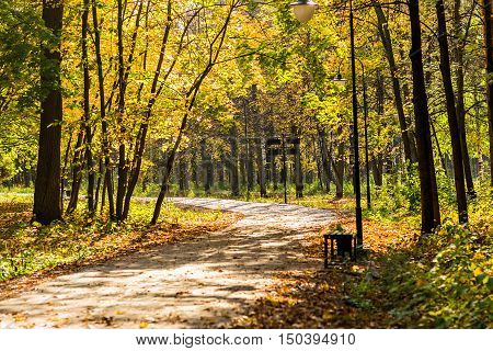 Beautiful City park in autumn. Autumnal nature
