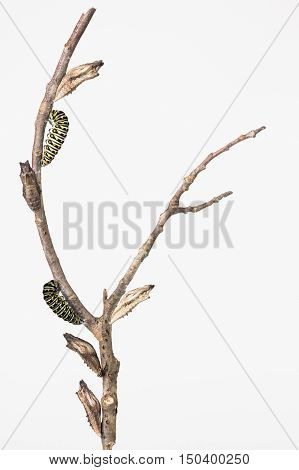 Multiple Black Swallowtail butterfly larvae and pupae on branch with copy space.