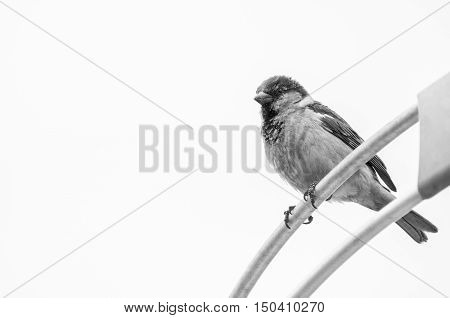 Bird on parabolic antenna. Black and white photo of a urban bird watching around. Blank space on the left to put text next to.