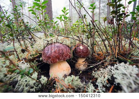 White mushrooms, grow in the forest among the moss.