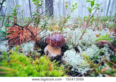 White mushrooms, grow in the forest among the moss.