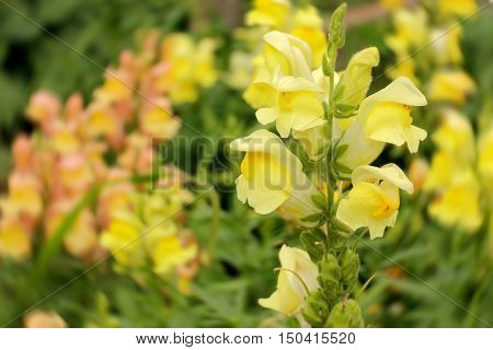Antirrhinum bloom yellow flowers floral background outdoors
