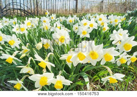 Natural flowers daffodils growing in the garden on the sky background