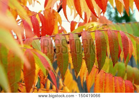 Red, yellow  leaves of Rhus typhina in Autumn
