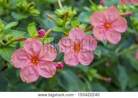 Close up raindrops on beautiful flower of trees under a tropical downpour