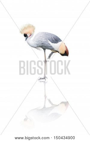 Grey Crowned-crane bird isolated on white background.
