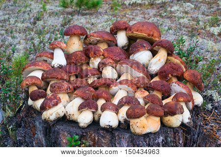 White mushrooms, grow in the forest among the moss.